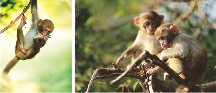手机首页广告（猕猴）