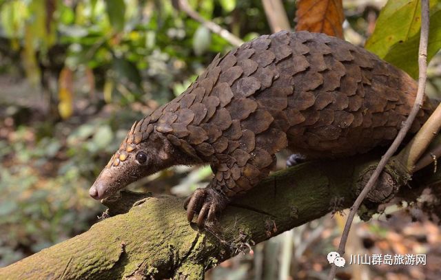 【台山故事】川岛的成因及其物种的特异现象浅探