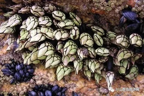 川山群岛美食——“来自地狱的海鲜”
